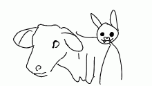 heifer