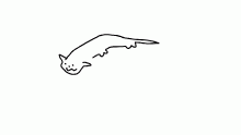 My cat