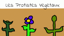 Les Protistes Vegetaux